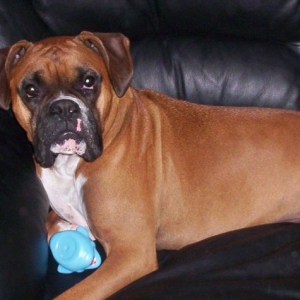 Rocky's Picture