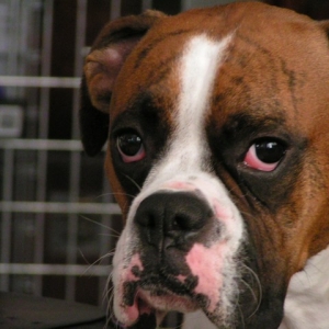 Duke