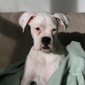 Tyson trying to rest