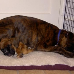 max and roxy