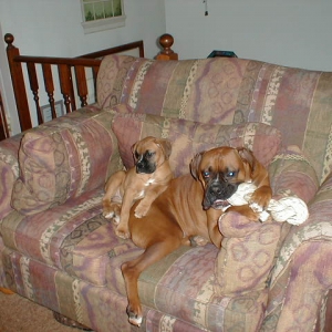 Kellie's Pup's