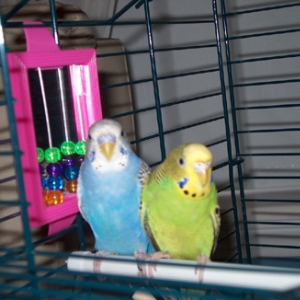 My other little friends