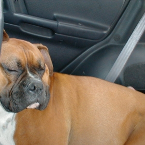 Kaine Snoozing On A Road Trip