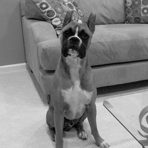 Black and White Tre