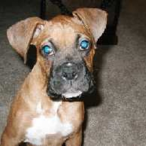 dugan