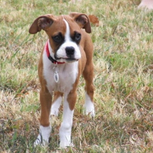 Roxie