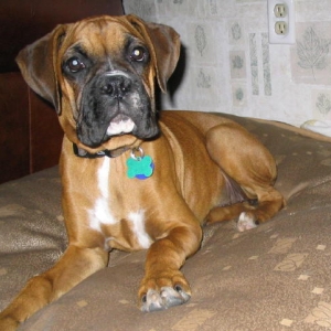 Fawn Boxer (Emma)