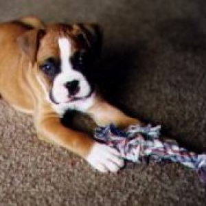 gus as pup