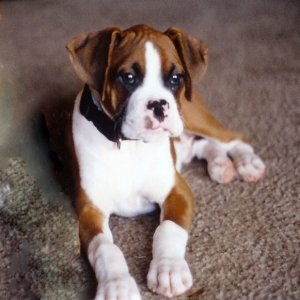 elvis as pup