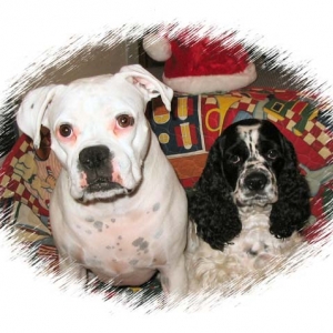 Powder and Barkley Christmas 05