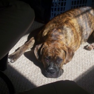 Sun Worshipper