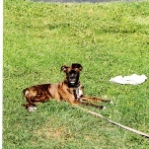 Hanging in the yard!