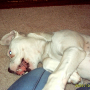 Playful pup