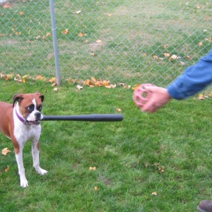 baseballboxer
