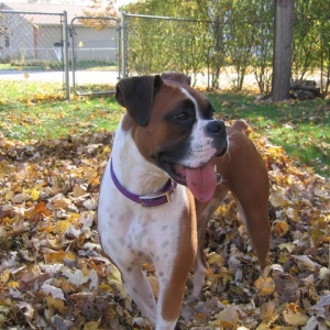 Bayleigh in leaves