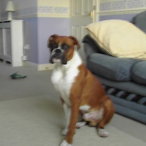 Big Boy