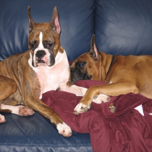 Holly and Scrapper and the new couch