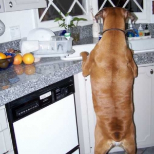 Darn dish pan paw's.