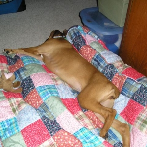 Lunas new bed
