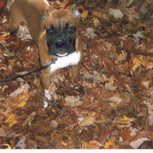 Stop getting rid of my leaves