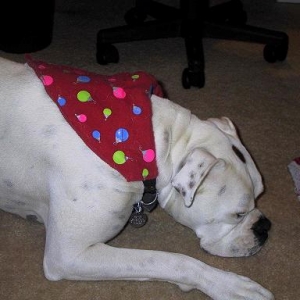 Modeling his Christmas Bandana