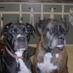 Theboys