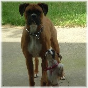 The Babies