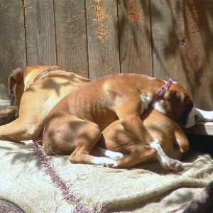 Sleeping int he back yard