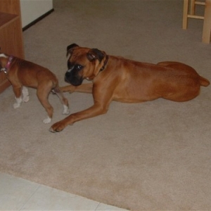 More Teutles and Dixie