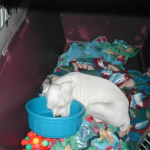 asleep in the bowl