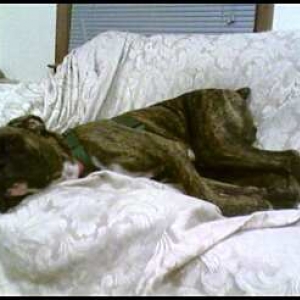 All Tuckered Out!