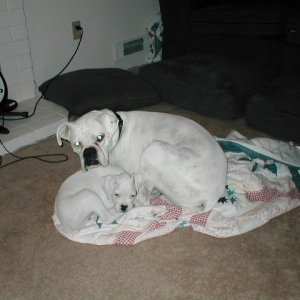 Buddies