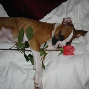 Bella Lovin the Rose