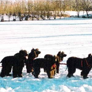 The Reindeer Team