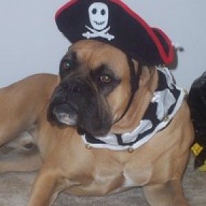 Darby on Holloween