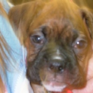 Kaybie (6.5 weeks old)