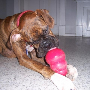 Kong