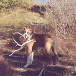 What_a_stick