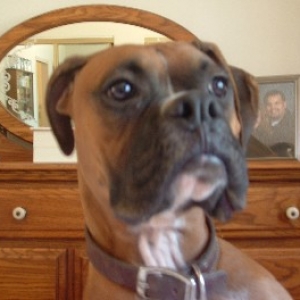 boxer9