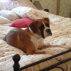 boxer0