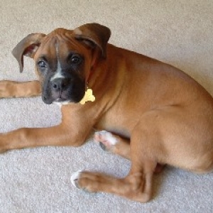 boxer5