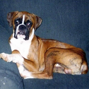 Chops November 2005