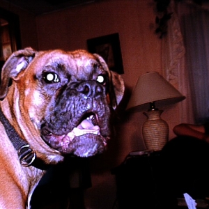 bark1