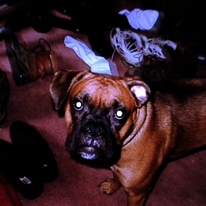 The dog