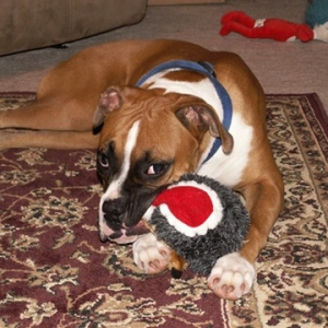 Rolen & his new Hedgehog Santa
