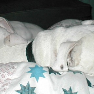 Lazy, lazy, lazy