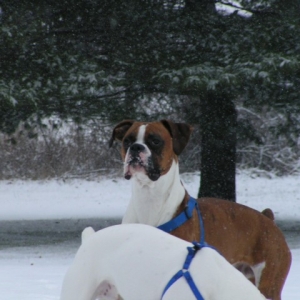 Majestic Duke