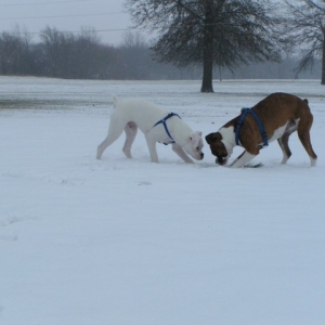 Tyson and Duke in a face off!