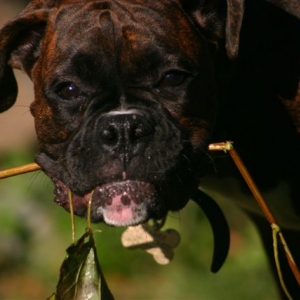 "Did you say you wanted that stick back?"