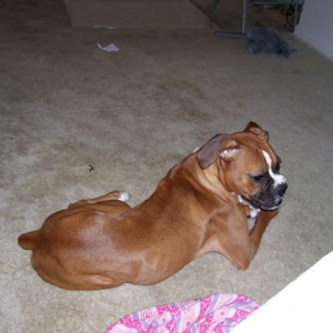 I love to chew on things!!